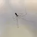 a translucent spider with long legs against a light grey background