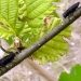 Pacific flatheaded borer pair in a field cage, showing feeding damage to leaves and bark.  Credit: Heather Andrews