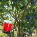 A spotted-wing drosophila trap hangs from a ripening blueberry bush in a research plot at the OSU North Willamette Research and Extension Center in Aurora, Ore.  Credit Lynn Ketchum